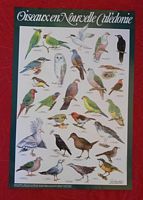 OISEAUX EN NOUVELLE CALEDONIE - POSTER