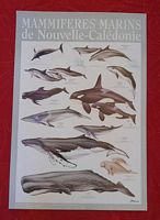 MAMMIFERES MARINS DE NOUVELLE-CALEDONIE - POSTER