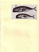 BALEINES / PECHE A LA BALEINE  (in Neptunia - No 94)