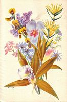 SHIP MENUS (6) - FLOWERS OF AUSTRALIA