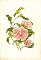 DINNER MENU (x 2) - SEA PRINCESS