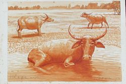 LANDSCAPE - WATER BUFFALOES, OUT OF DARWIN